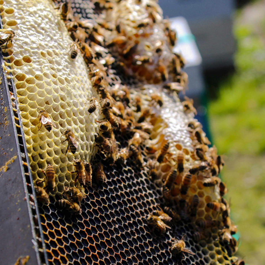 Protect 60 bees in Kenya per order