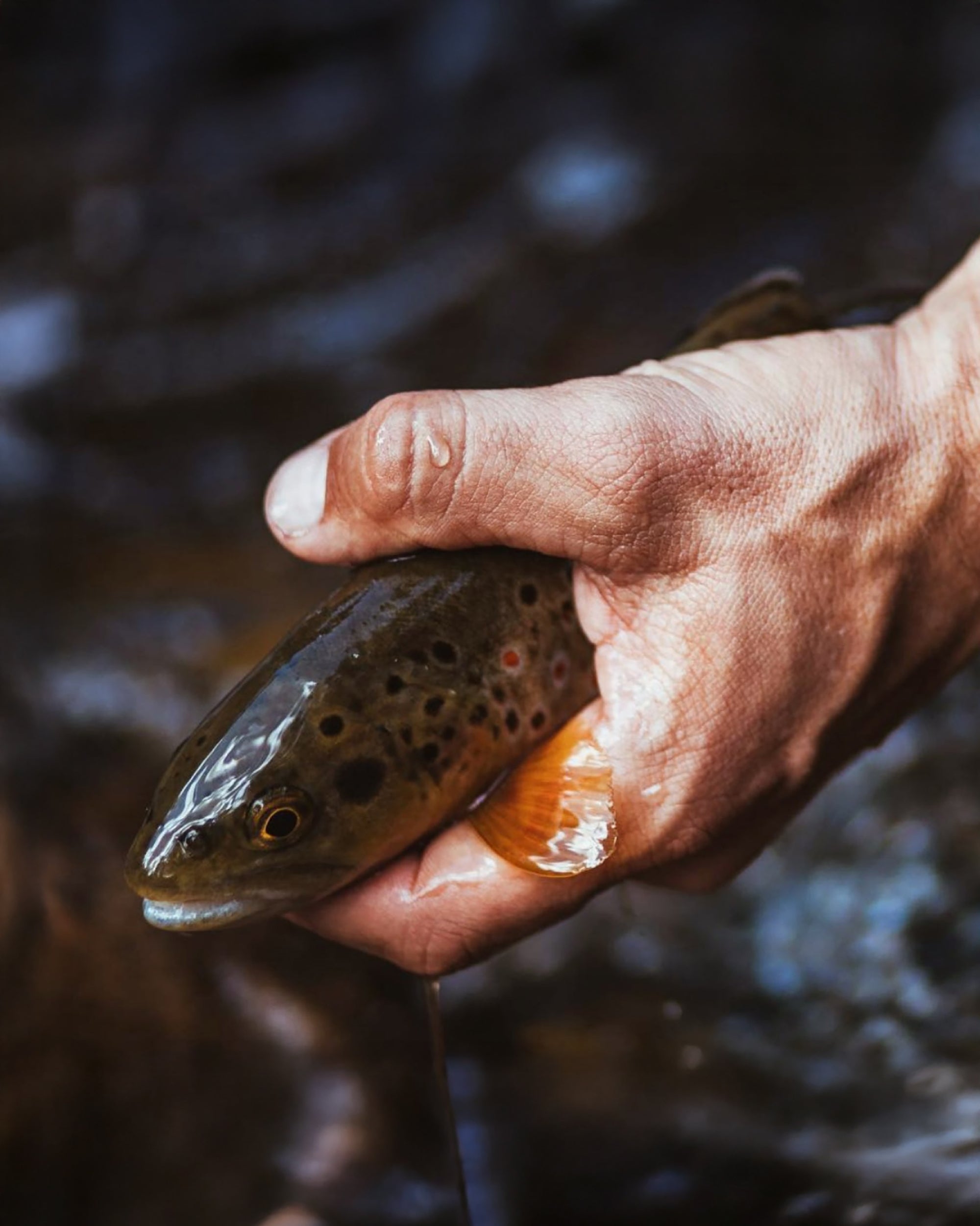 IWANA™ 12ft (360cm) Tenkara Fly Fishing Rod