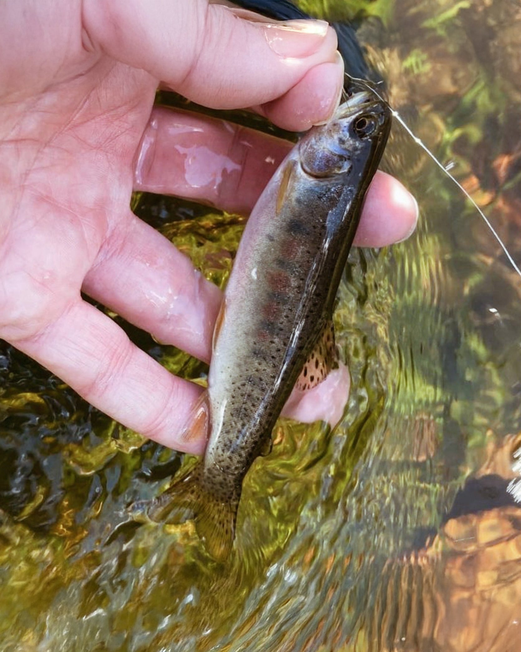 RHODO™ 8'10"/9'9"/10'6" Adjustable Tenkara Fly Fishing Rod