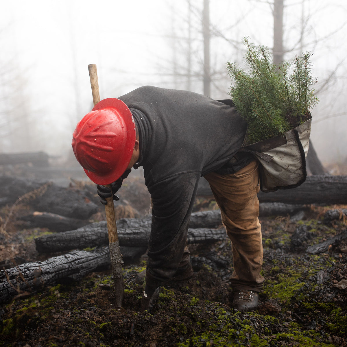 Plant 1 tree in Oregon per order
