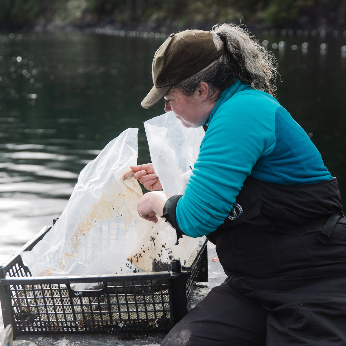 Plant 3 kelp in British Columbia per order